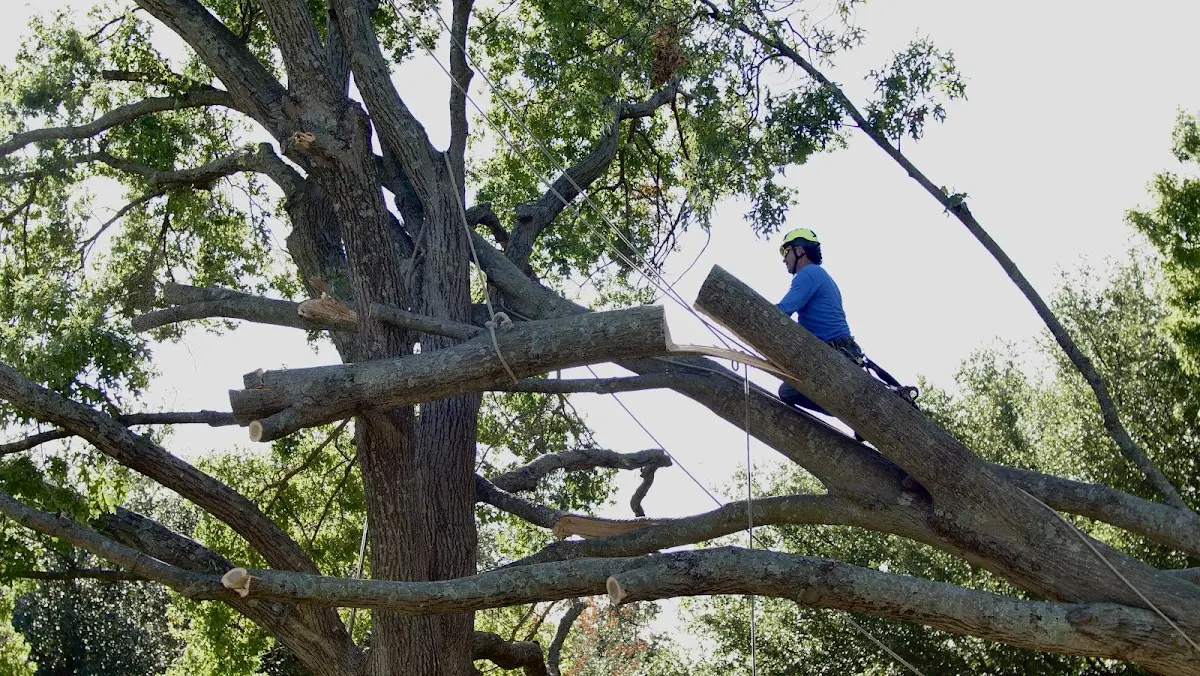 Professional Crown Thinning performed by certified arborists in Merrimack