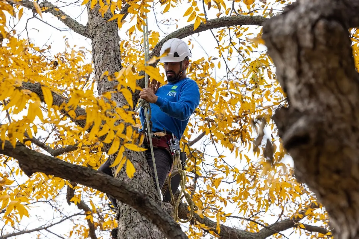 Skilled Tree Pruning crew working in Merrimack