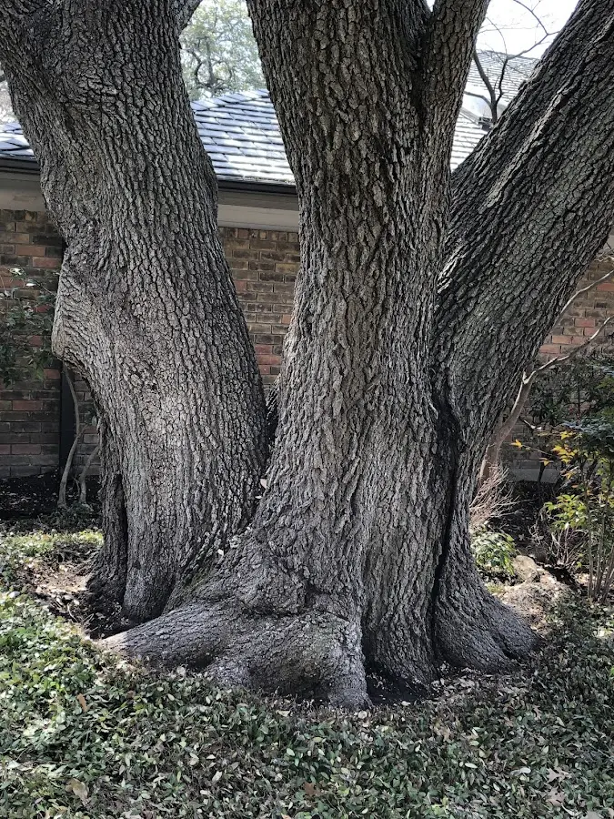 Mature heritage tree close to a Merrimack property cared for by certified arborists